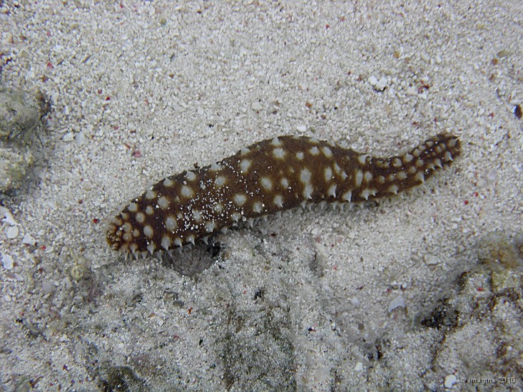 58- Une holothurie  sur le sable (thymiosycia hilla) - Recifs Kouare.JPG